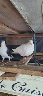 Afghaanse duiven, Meerdere dieren, Overige soorten