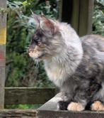 maine coon poesje van 7 maand oud, Dieren en Toebehoren, Katten en Kittens | Raskatten | Langhaar, Poes, Gechipt, 0 tot 2 jaar