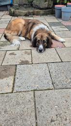 Lieve hond, Dieren en Toebehoren, Honden | Niet-rashonden, Particulier, Rabiës (hondsdolheid), Buitenland, Teef