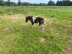 Toekomstige fok merrie 🍀🍀🍀🥳, Dieren en Toebehoren, Merrie