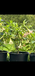 Brugmansia /Trompetplant stekjes, Tuin en Terras, Planten | Tuinplanten, Zomer, Ophalen of Verzenden, Overige soorten, Eenjarig