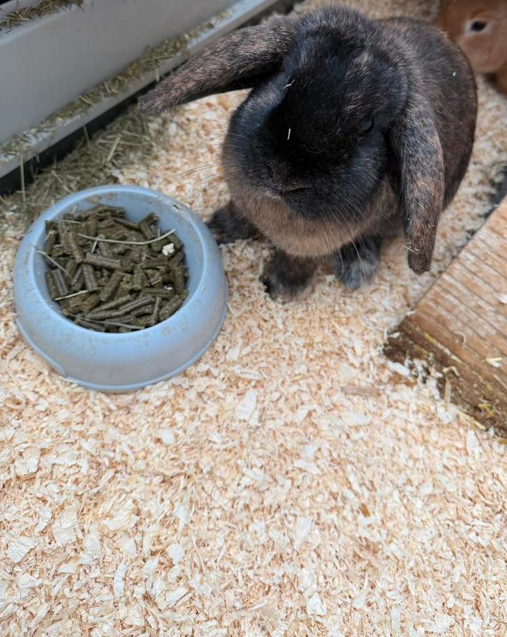 Konijn met hok, Dieren en Toebehoren, Konijnen, Dwerg, Vrouwelijk, 0 tot 2 jaar, Hangoor
