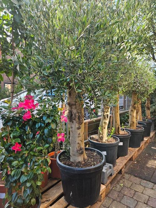 Olijfbomen dikke stam vanaf 90 euro, Tuin en Terras, Planten | Bomen, Olijfboom, 100 tot 250 cm, Volle zon, Zomer, Ophalen of Verzenden