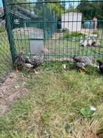 Amrock kippen, Dieren en Toebehoren, Pluimvee, Geslacht onbekend, Kip