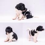 Friese stabij pups te koop nog 3 reutjes!, Dieren en Toebehoren, Rabiës (hondsdolheid), Overige rassen, 8 tot 15 weken, Meerdere