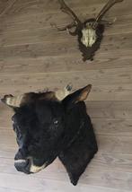 OPGEZETTE  GROTE STIEREKOP, Ophalen, Nieuw, Vogel, Opgezet dier