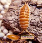 Porcellio hoffmannseggii ‘Orange’ isopods / pissebedden, Dieren en Toebehoren, Insecten en Spinnen, Overige soorten