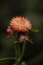 Strobloem zaden, Ophalen of Verzenden, Volle zon