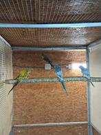 Halsbandparkieten, Dieren en Toebehoren, Vogels | Parkieten en Papegaaien, Meerdere dieren, Parkiet