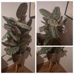 Kunstplant intratuin 110cm calathea, Ophalen