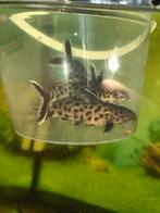 Synodontis petricola, Vis, Zoetwatervis
