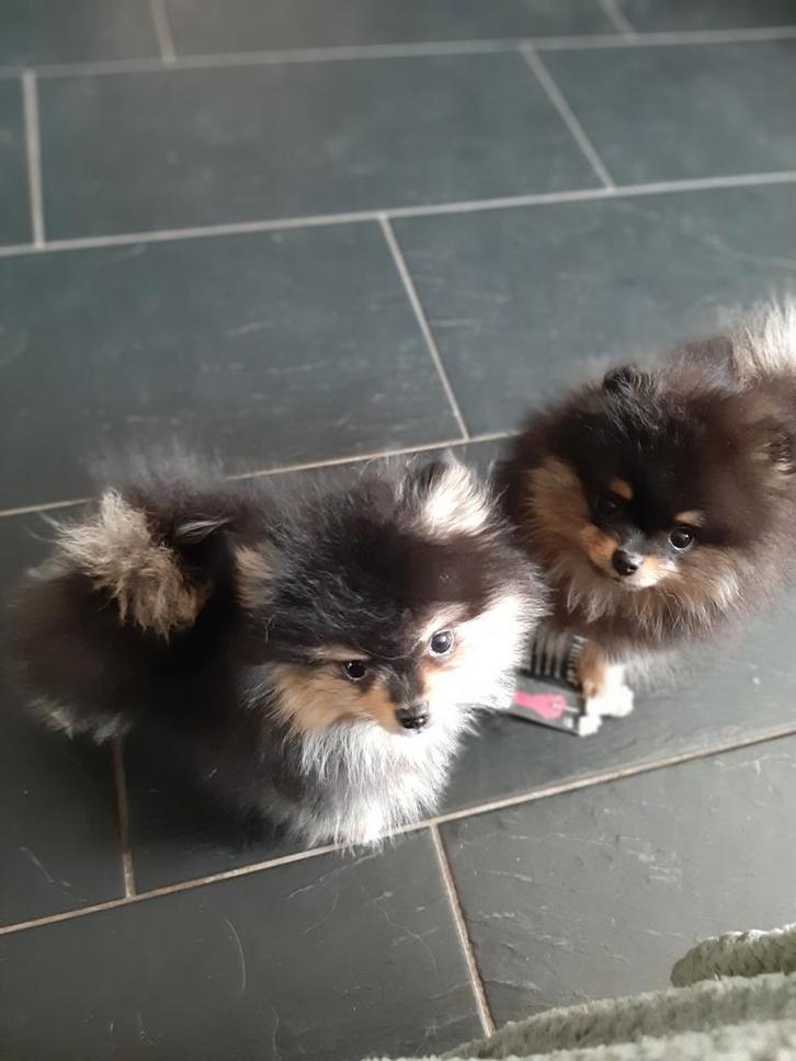 Pomeriaan reutjes, Dieren en Toebehoren, Honden | Chihuahua's en Gezelschapshonden, Reu, Overige rassen, Particulier, Meerdere