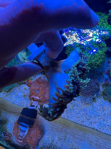 Helfire torch 6 koppen beschikbaar voor biedingen