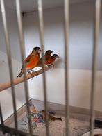 Bastaarden te koop, Dieren en Toebehoren, Vogels | Overige Vogels