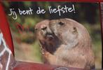 Oude grote ansichtkaart otters: jij bent de liefste!, Ophalen of Verzenden, Zo goed als nieuw