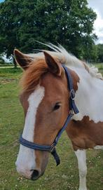bonte pony/ bont paard merrie 4 jaar oud stokmaat 145., Dieren en Toebehoren, Paarden