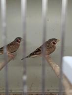 Gevraagd  bandvinken, Vrouwelijk