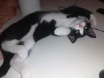 Lieve aanhankelijke kitten , katertje, Dieren en Toebehoren, Katten en Kittens | Overige Katten, Kater, Kortharig, 0 tot 2 jaar