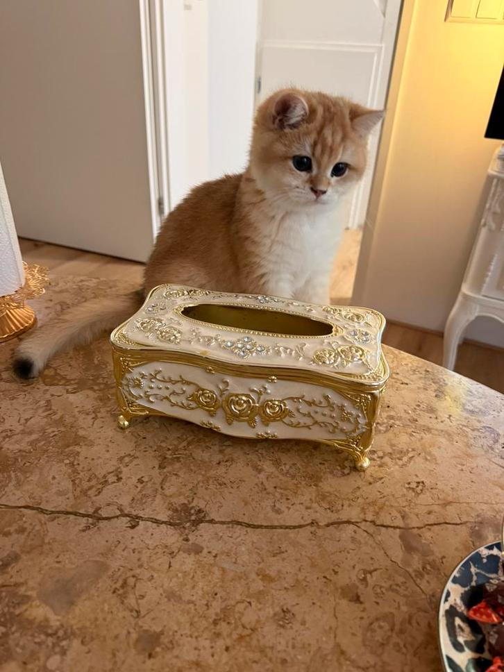 Britse korthaar ny12, Dieren en Toebehoren, Katten en Kittens | Raskatten | Korthaar, Kater, Ontwormd