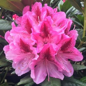 Forse Cosmopolitan Rhodondendron struiken beschikbaar voor biedingen