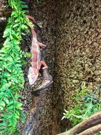 Baardagamen, Pythons, Rattenslangen, Luipaatdgekkos en meer, Dieren en Toebehoren, Reptielen en Amfibieën, Overige soorten, Met terrarium