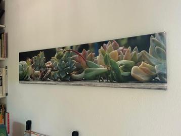canvas met afbeelding van vetplanten beschikbaar voor biedingen