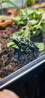 4x dendrobates tinctorius, Dieren en Toebehoren, Reptielen en Amfibieën, Amfibie, 0 tot 2 jaar