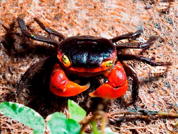 Red apple crab Metesesarma aubryi krab krabben, Dieren en Toebehoren, Reptielen en Amfibieën, Overige soorten, 3 tot 6 jaar