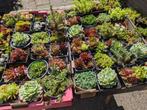 Te koop dozen vetplanten!, Ophalen, Zomer, Overige soorten, Volle zon