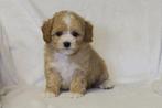 Prachtige Maltipoo pups, Dieren en Toebehoren, Honden | Chihuahua's en Gezelschapshonden, Poedel, Nederland, CDV (hondenziekte)