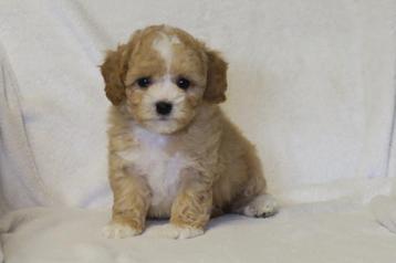 Prachtige Maltipoo pups beschikbaar voor biedingen