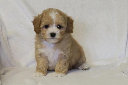Prachtige Maltipoo pups, Dieren en Toebehoren, Honden | Chihuahua's en Gezelschapshonden, Meerdere dieren, Poedel, Fokker | Professioneel