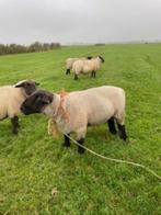 dekram, Dieren en Toebehoren, Schapen, Geiten en Varkens, Mannelijk, Schaap, 0 tot 2 jaar