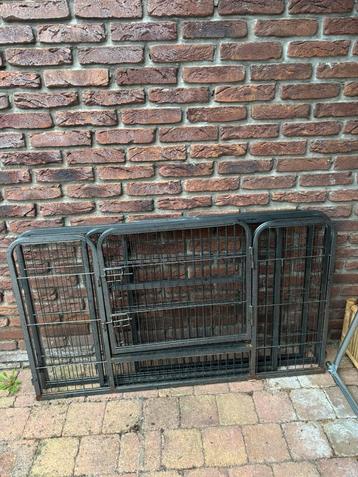 Puppyren beschikbaar voor biedingen