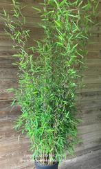 Fargesia nitida, nieuwe zwarte niet woekerende bamboe, Tuin en Terras, Bamboe, Struik, Ophalen, 250 cm of meer