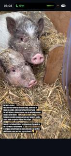 De allerliefste biggetjes te koop, Dieren en Toebehoren, Meerdere dieren, Varken