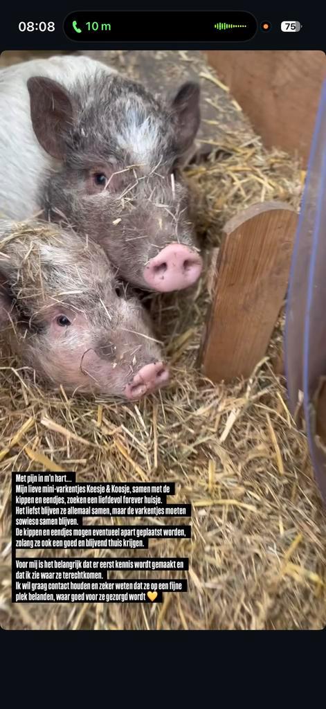 De allerliefste biggetjes te koop, Dieren en Toebehoren, Schapen, Geiten en Varkens, Varken, Meerdere dieren