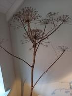 reuzen berenklauw, Huis en Inrichting, Ophalen