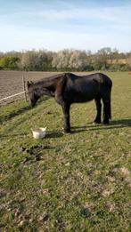 Wei met schuilstal te huur gevraagd, Dieren en Toebehoren, Weidegang, 2 of 3 paarden of pony's