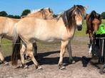 1 en 2 jarige fjorden nw fotos, Dieren en Toebehoren, Pony's, Ruin, 0 tot 2 jaar, Onbeleerd, Recreatiepony