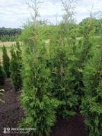 Coniferen Thuja Brabant 160-180cm haag planten, Ophalen of Verzenden, Conifeer, Struik, 100 tot 250 cm