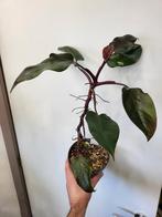 Philodendron Red Anderson, Huis en Inrichting, Kamerplanten, Ophalen of Verzenden, Halfschaduw, Minder dan 100 cm