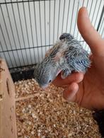 Baby forpussen, Dieren en Toebehoren, Meerdere dieren, Dwergpapegaai of Agapornis, Geringd