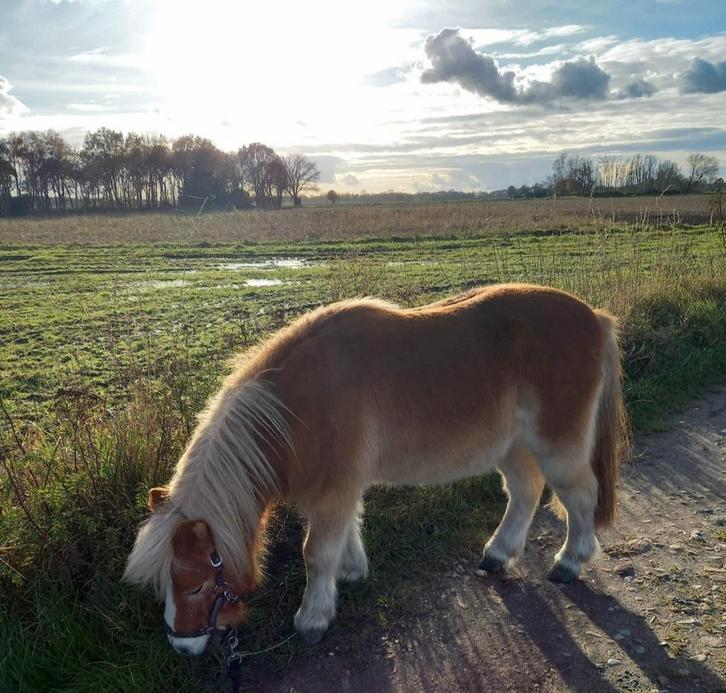 Hele hele lieve Shetlander  pony aangeboden, Dieren en Toebehoren, Pony's, Ruin, A pony (tot 1.17m)