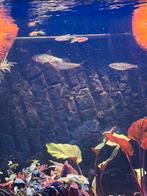 Zacco Platypus 4 stuks, Antiek en Kunst, Ophalen of Verzenden