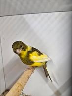 Mooi gezonde kanaries, Dieren en Toebehoren, Geslacht onbekend, Geringd