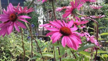 Grote selectie aanbiedingen tuinplanten hagen struiken beschikbaar voor biedingen
