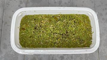 drijfplanten kleine kroosvaren,salvina natans beschikbaar voor biedingen