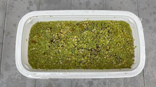 drijfplanten kleine kroosvaren,salvina natans, Dieren en Toebehoren, Vissen | Aquaria en Toebehoren, Nieuw, Plant(en), Steen of Hout