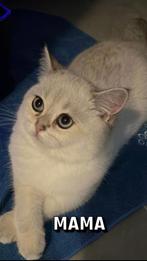 Britse korthaar kittens alvast reserveren, Ontwormd, Poes